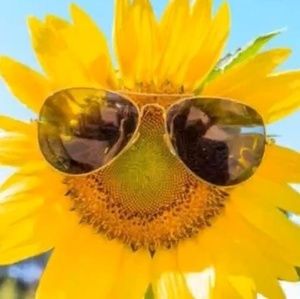 Meet your Posher, Kitty